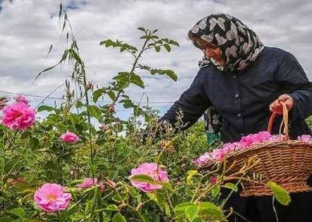 آغاز برداشت گل محمدی از بزرگ‌ ترین باغ گل دیم و ارگانیک جهان