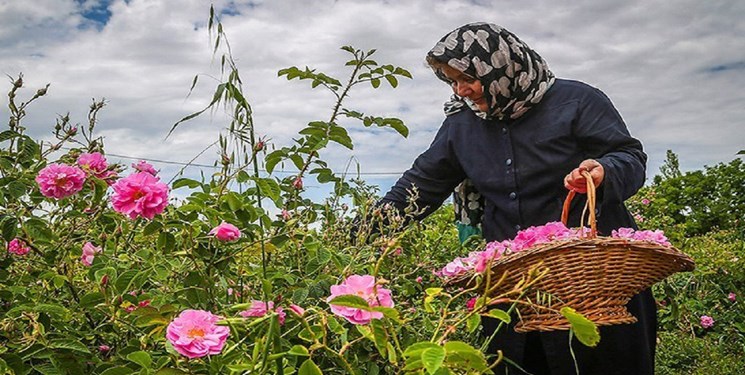 آغاز برداشت گل محمدی از بزرگ‌ ترین باغ گل دیم و ارگانیک جهان