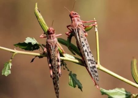 طغیان ملخ های مراکشی برای سومین سال متوالی در فارس