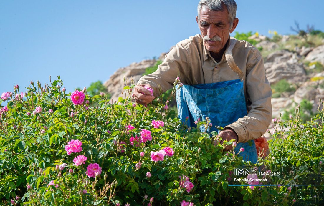 بزرگترین پهنه گل محمدی دیم دنیا در داراب