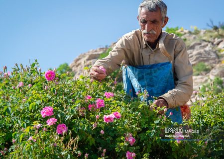 بزرگترین پهنه گل محمدی دیم دنیا در داراب