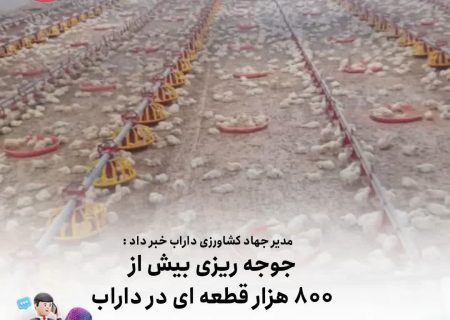 جوجه ریزی بیش از ۸۰۰ هزار قطعه ای در داراب