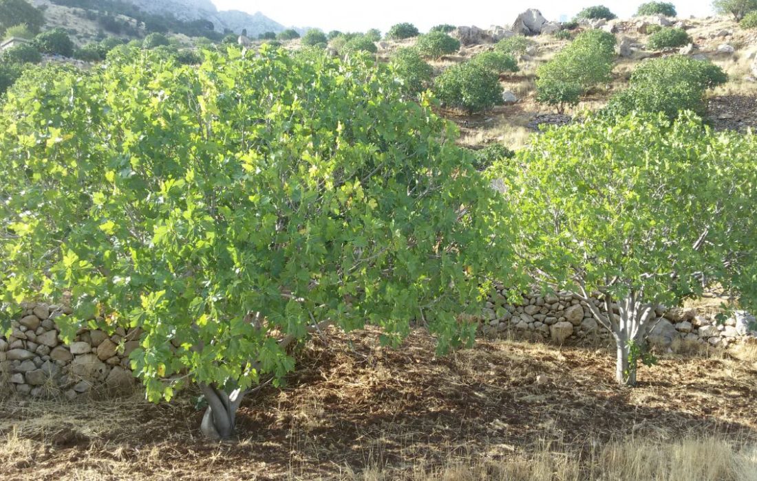 آغاز گرده افشانی انجیر در باغات انجیر شهرستان داراب