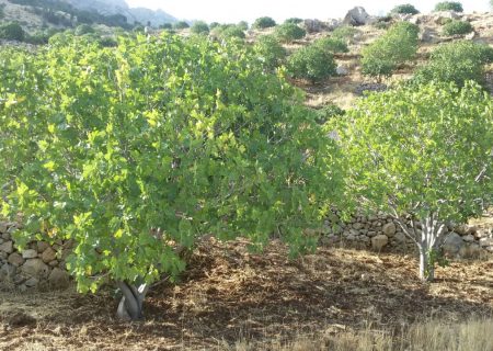 آغاز گرده افشانی انجیر در باغات انجیر شهرستان داراب