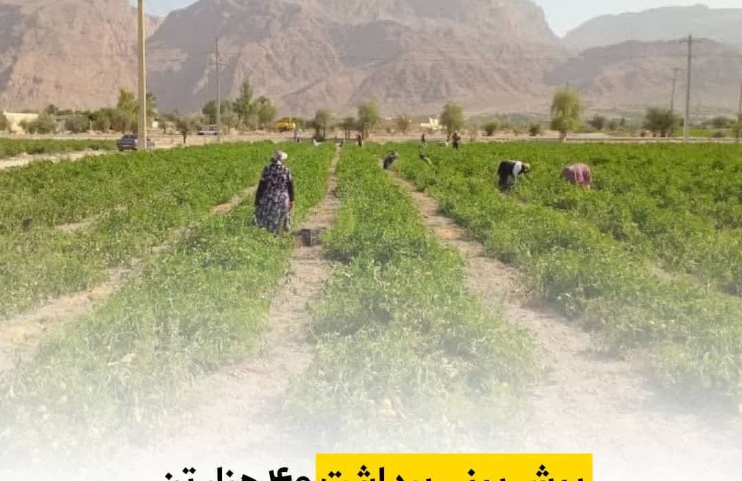  پیش بینی برداشت ۴۰ هزار تن گوجه فرنگی از مزارع شهرستان داراب