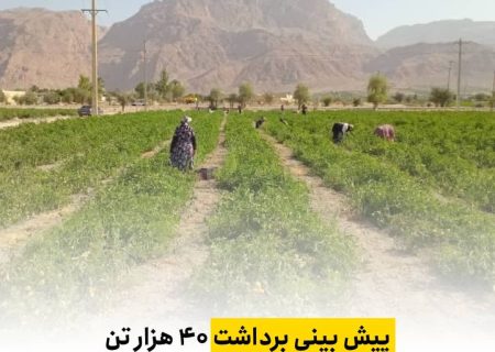  پیش بینی برداشت ۴۰ هزار تن گوجه فرنگی از مزارع شهرستان داراب